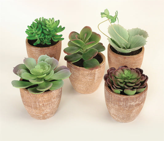 Potted Succulent (Set of 5) 4"H-7.5"H Plastic/Terracotta